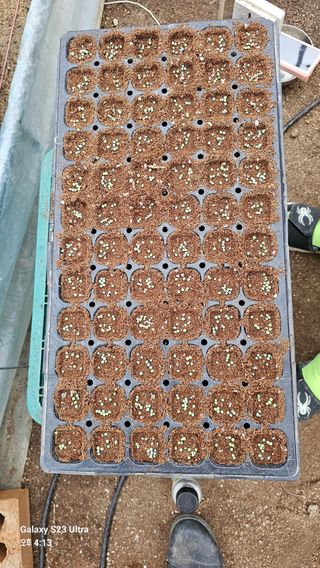 문병철님의 고추 · 파종•정식 작성글 사진