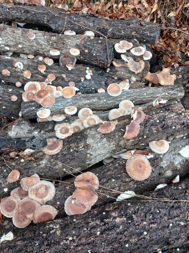 장터 상품 [●표고버섯 종균접종한 참나무원목 판매합니다 문의 주세요 ] 썸네일