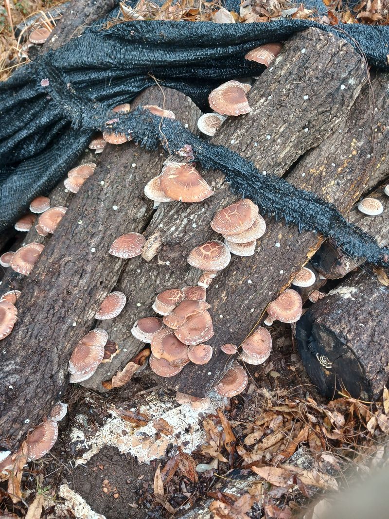 샬롬 ~님의 장터 판매 상품 [●표고버섯 종균접종한 참나무원목 판매합니다 문의 주세요 ] 첨부 사진