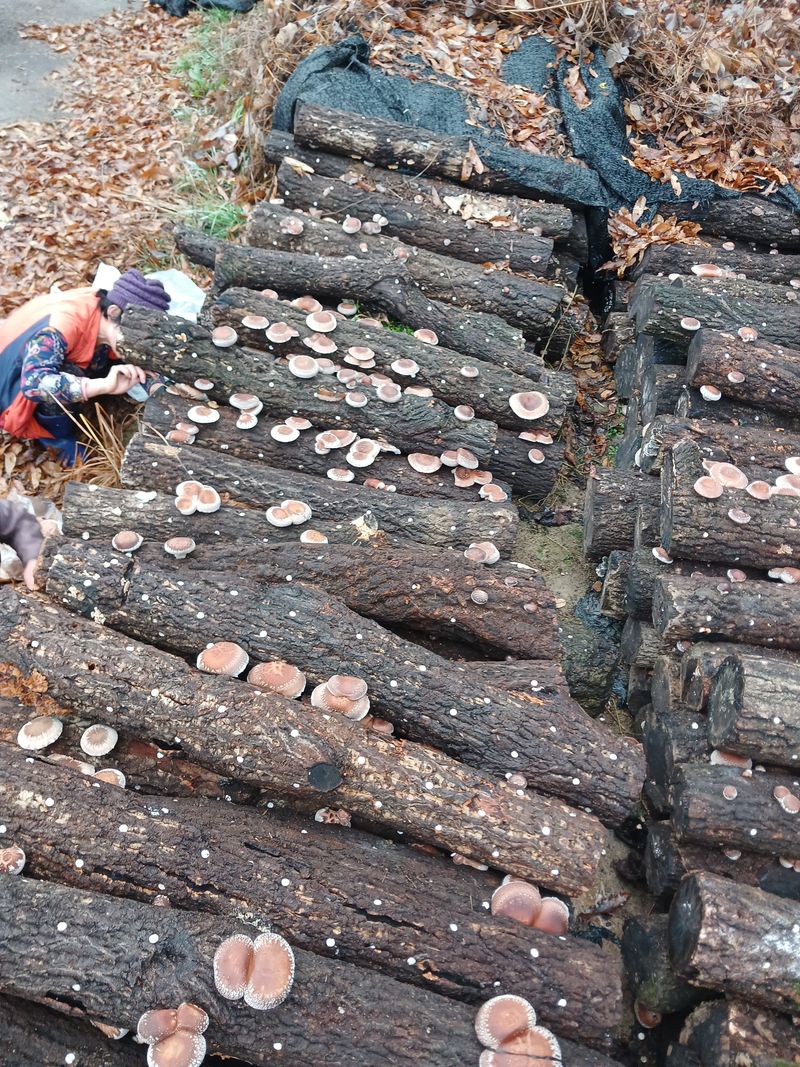 샬롬 ~님의 장터 판매 상품 [●표고버섯 종균접종한 참나무원목 판매합니다 문의 주세요 ] 첨부 사진