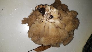 김병화님의 자유주제 · 자유게시판 작성글 사진