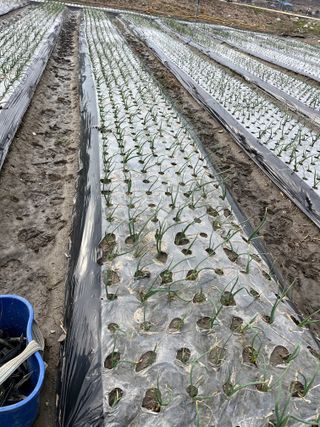 최성진님의 양파 · 자유게시판 작성글 사진