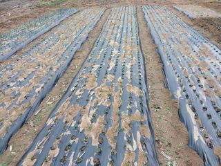 최고텃밭농부님의 참깨 · 자유게시판 작성글 사진