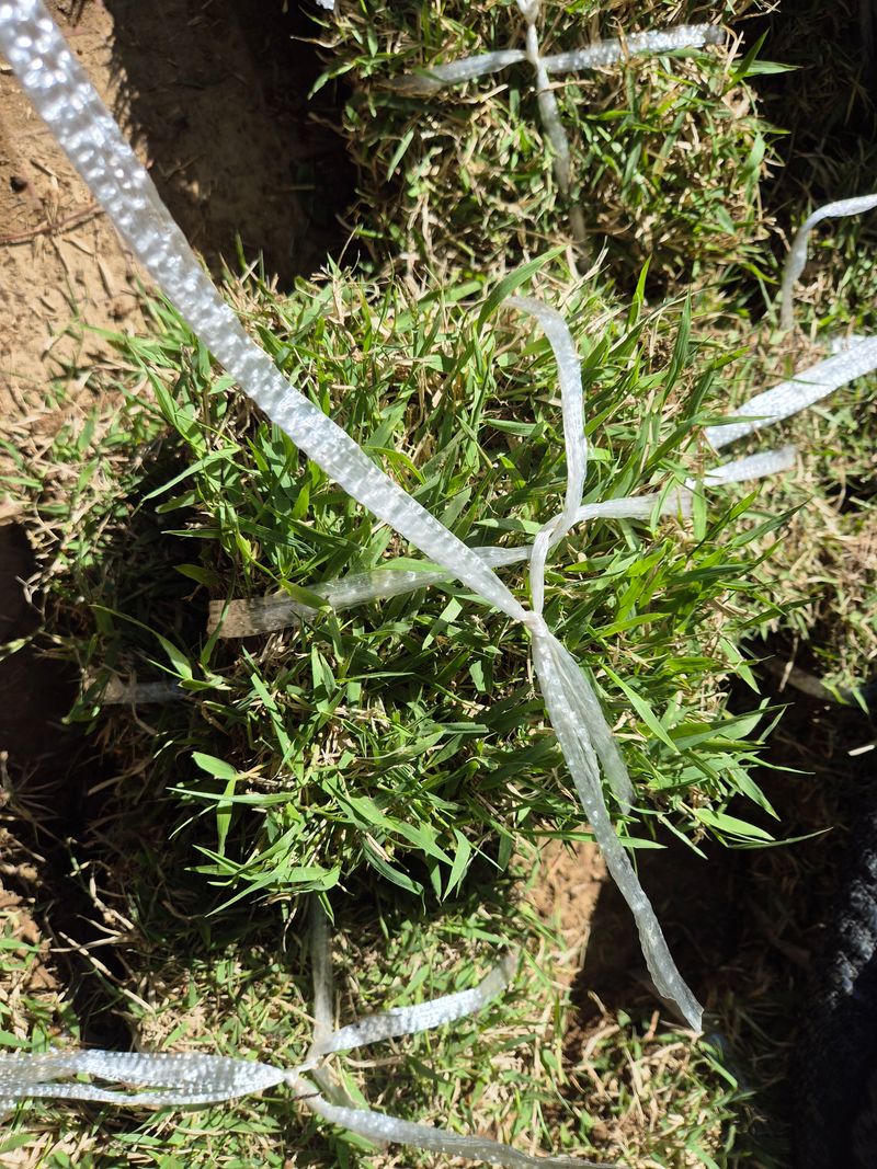 장터 상품 [천연 잔디 ] 썸네일