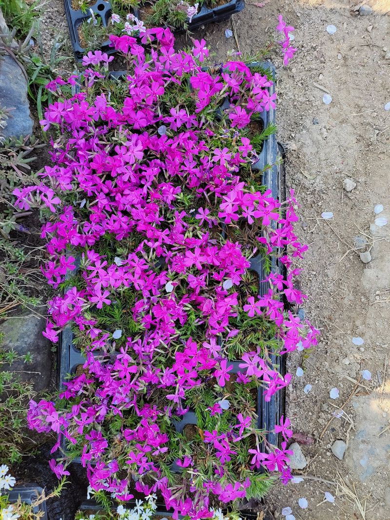 박병준님의 장터 판매 상품 [천연 잔디 ] 첨부 사진