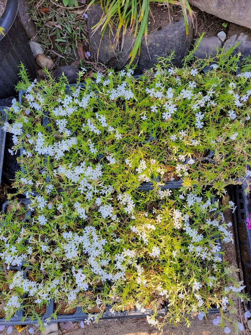 박병준님의 장터 판매 상품 [천연 잔디 ] 첨부 사진