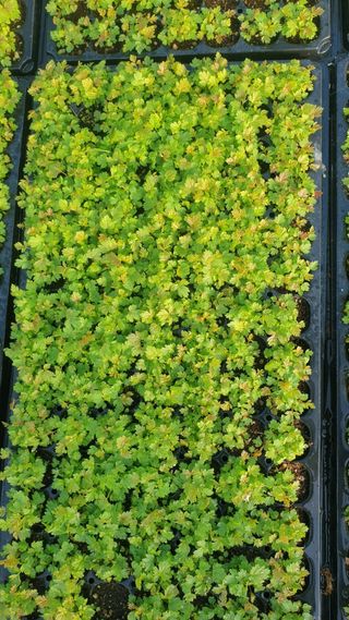 병풍취산채농원님의 작성글 사진