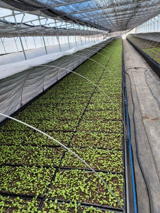 병풍취산채농원님의 작성글 사진