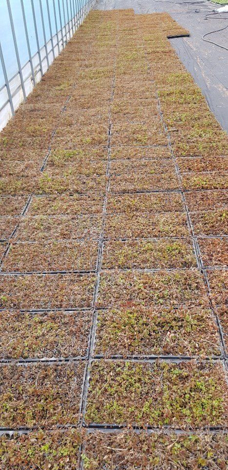 병풍취산채농원님의 장터 판매 상품 [눈개승마 105구트래이종근 팔기] 첨부 사진