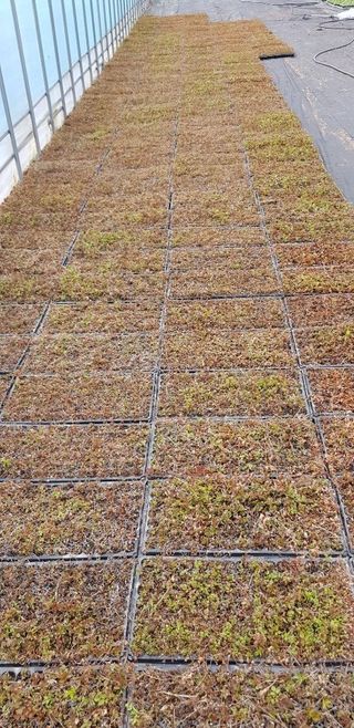 병풍취산채농원님의 작성글 사진