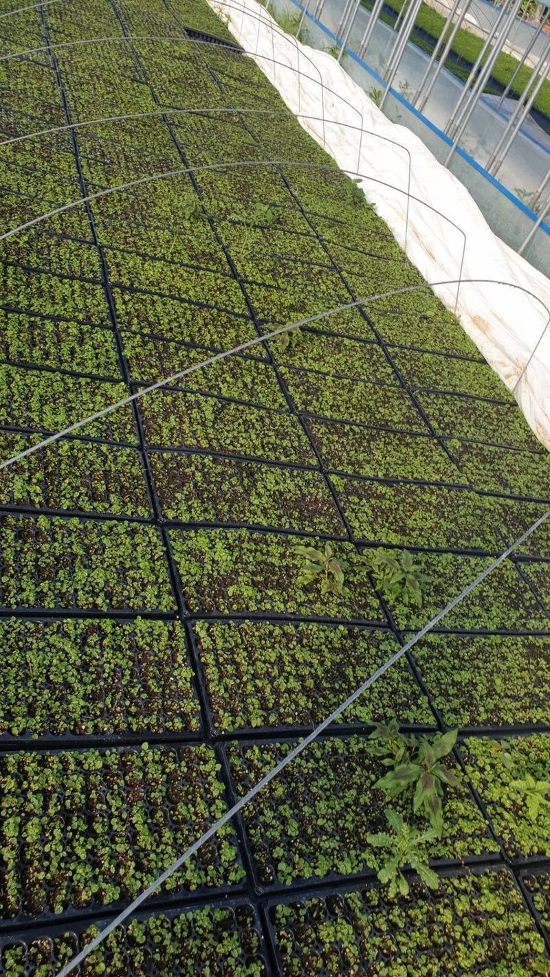 병풍취산채농원님의 장터 판매 상품 [눈개승마 105구트래이종근 팔기] 첨부 사진