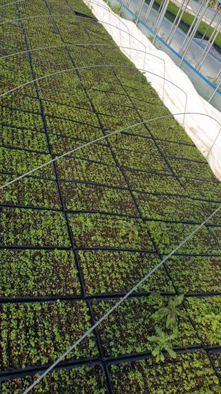 병풍취산채농원님의 작성글 사진