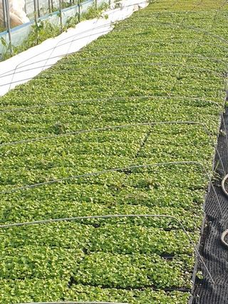 병풍취산채농원님의 작성글 사진