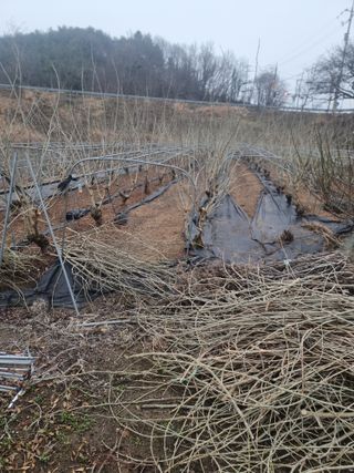 정영기대산축산농부♡님의 기타작물 · 영농일지 작성글 사진