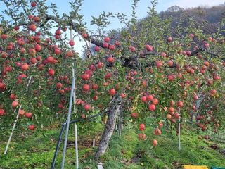 김복덕님의 우리지역 대표작물 자랑하기 · 참여글 작성글 사진