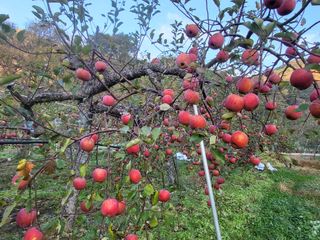 김복덕님의 우리지역 대표작물 자랑하기 · 참여글 작성글 사진