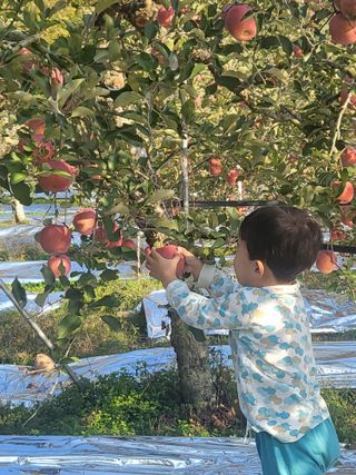 김복덕님의 우리지역 대표작물 자랑하기 · 참여글 작성글 사진