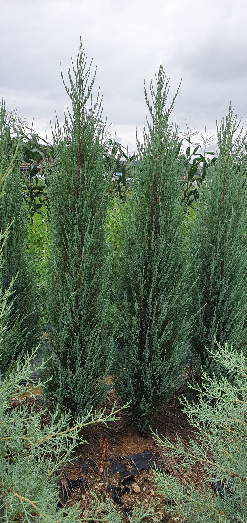 권영섭님의 장터 판매 상품 [블루애로우 2m] 첨부 사진