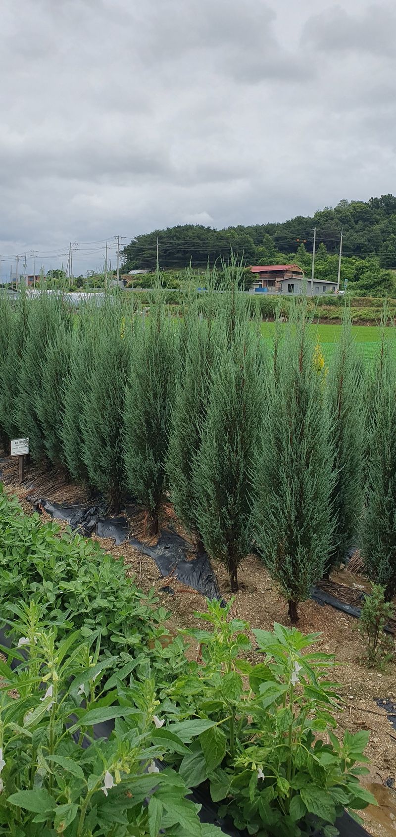 권영섭님의 장터 판매 상품 [블루애로우 2m] 첨부 사진