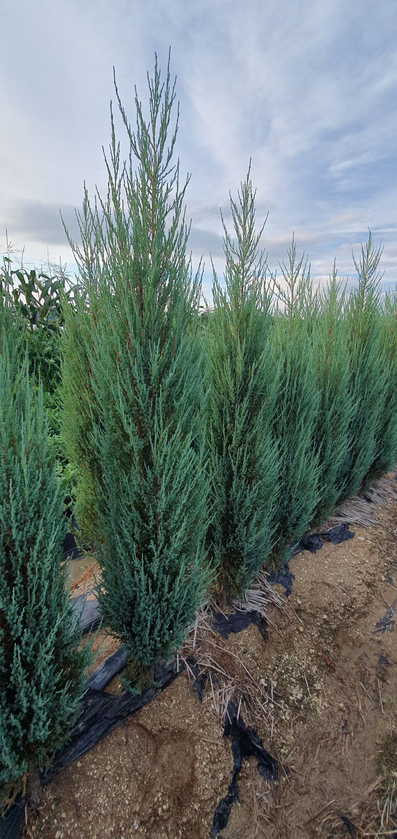 장터 상품 [블루애로우 2m] 썸네일