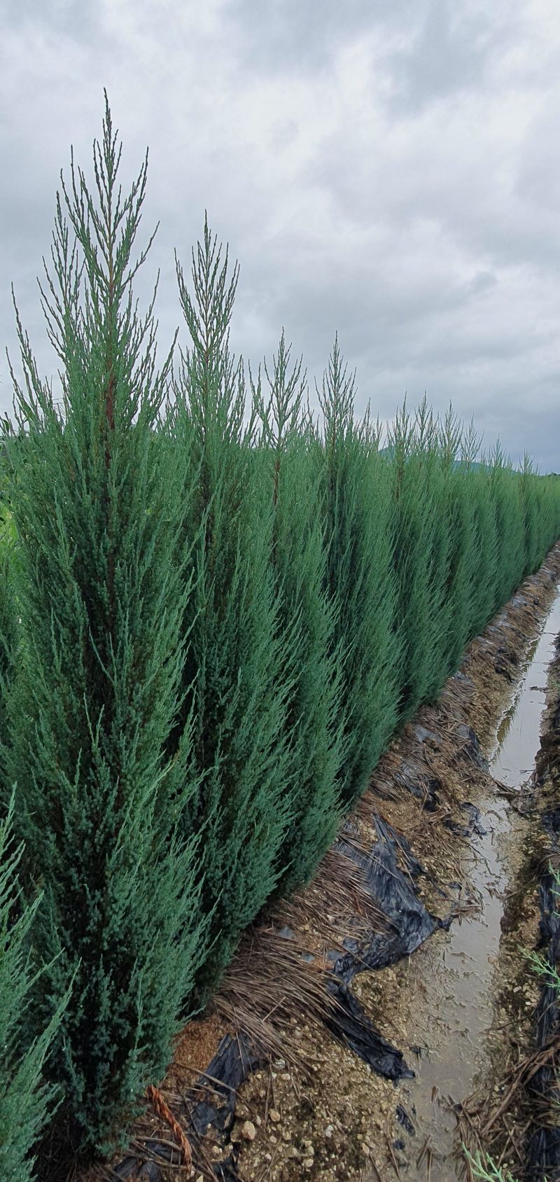 권영섭님의 장터 판매 상품 [블루애로우 2m] 첨부 사진