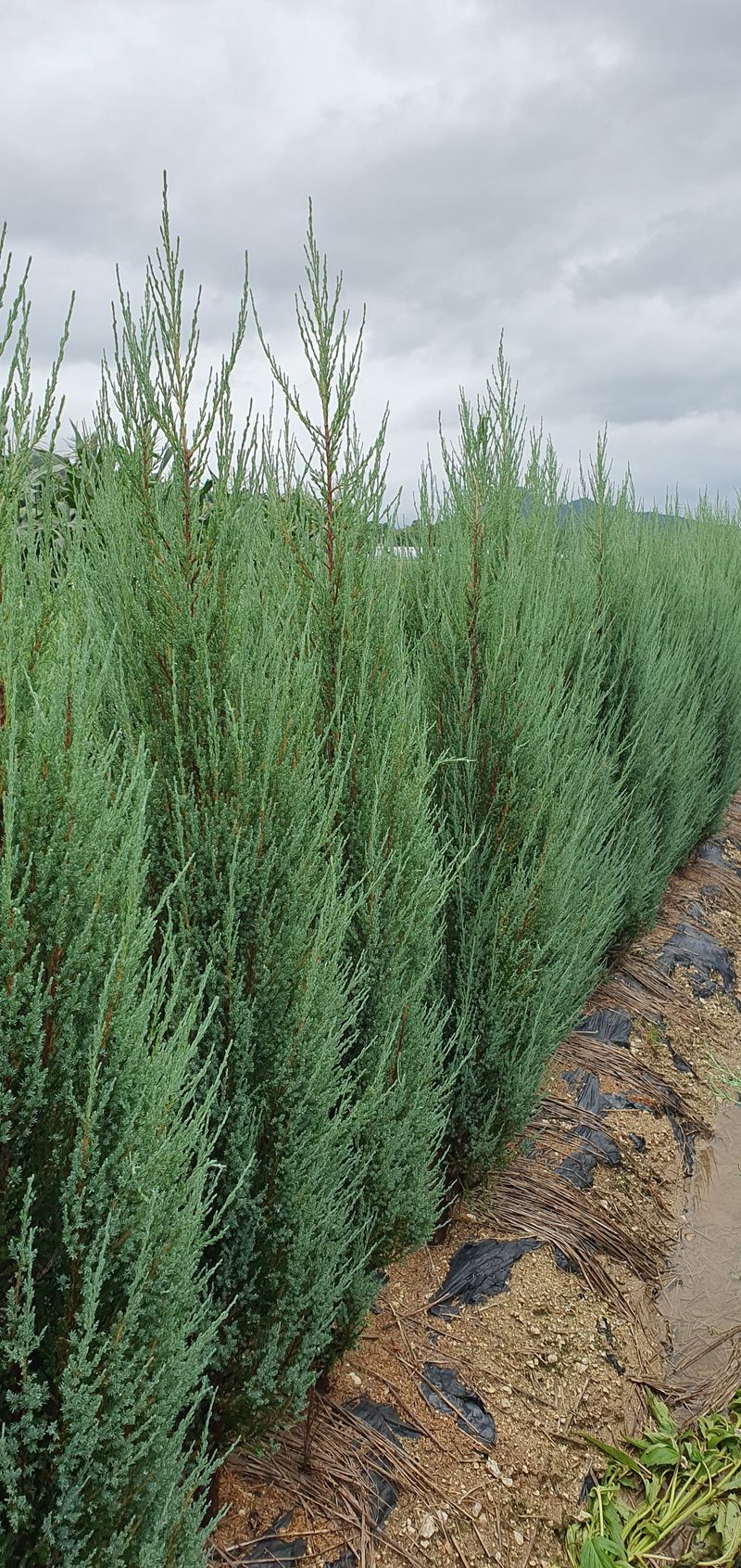 권영섭님의 장터 판매 상품 [블루애로우 2m] 첨부 사진