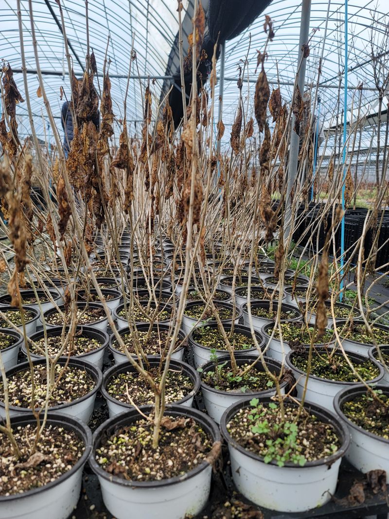 이선미님의 장터 판매 상품 [목수국 라임라이트 15호 10개] 첨부 사진