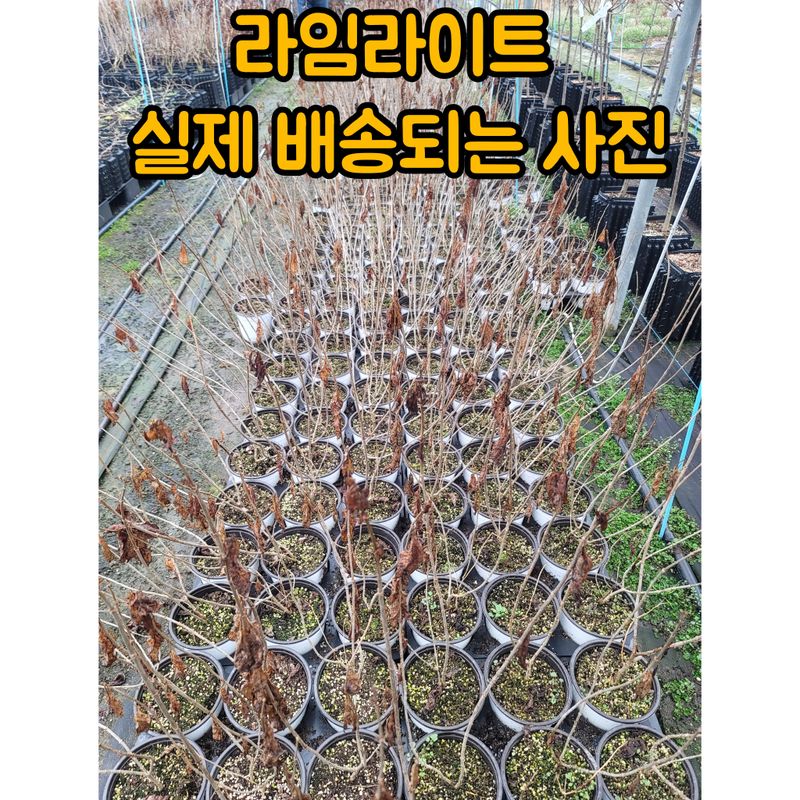 이선미님의 장터 판매 상품 [목수국 라임라이트 15호 10개] 첨부 사진