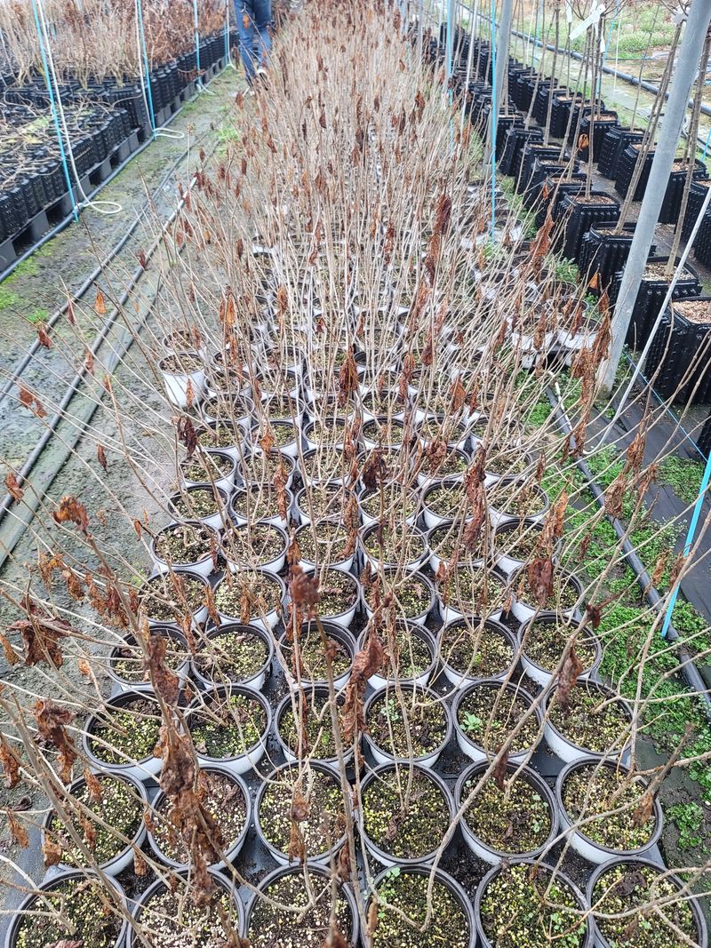 이선미님의 장터 판매 상품 [목수국 라임라이트 15호 10개] 첨부 사진