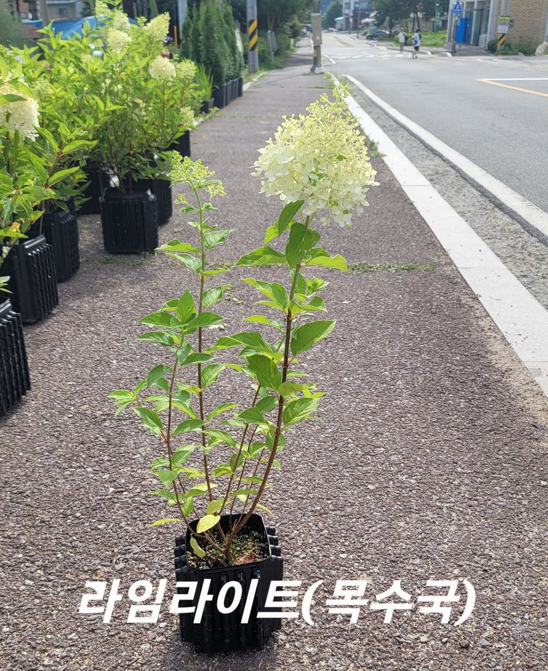 이선미님의 장터 판매 상품 [목수국 라임라이트 15호 10개] 첨부 사진