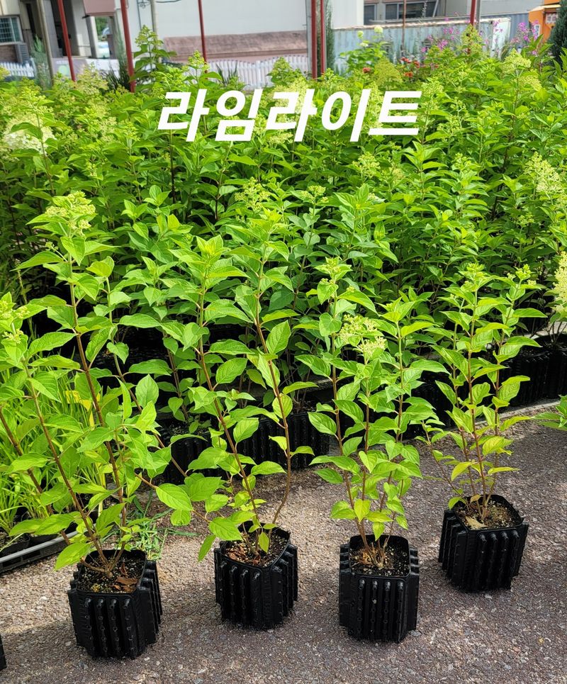 이선미님의 장터 판매 상품 [목수국 라임라이트 15호 10개] 첨부 사진