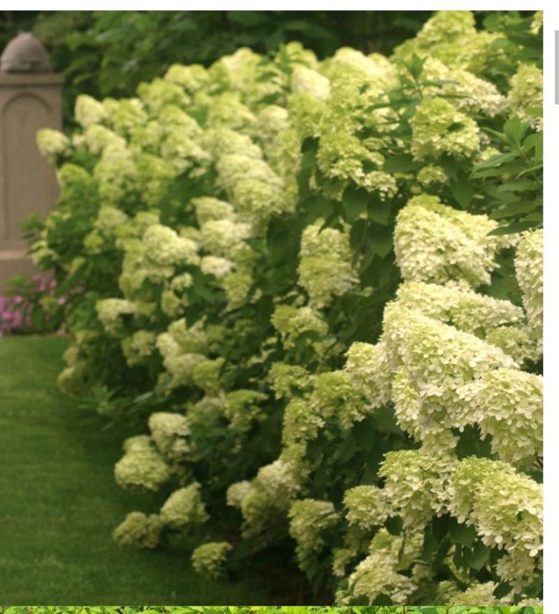 이선미님의 장터 판매 상품 [목수국 라임라이트 15호 10개] 첨부 사진