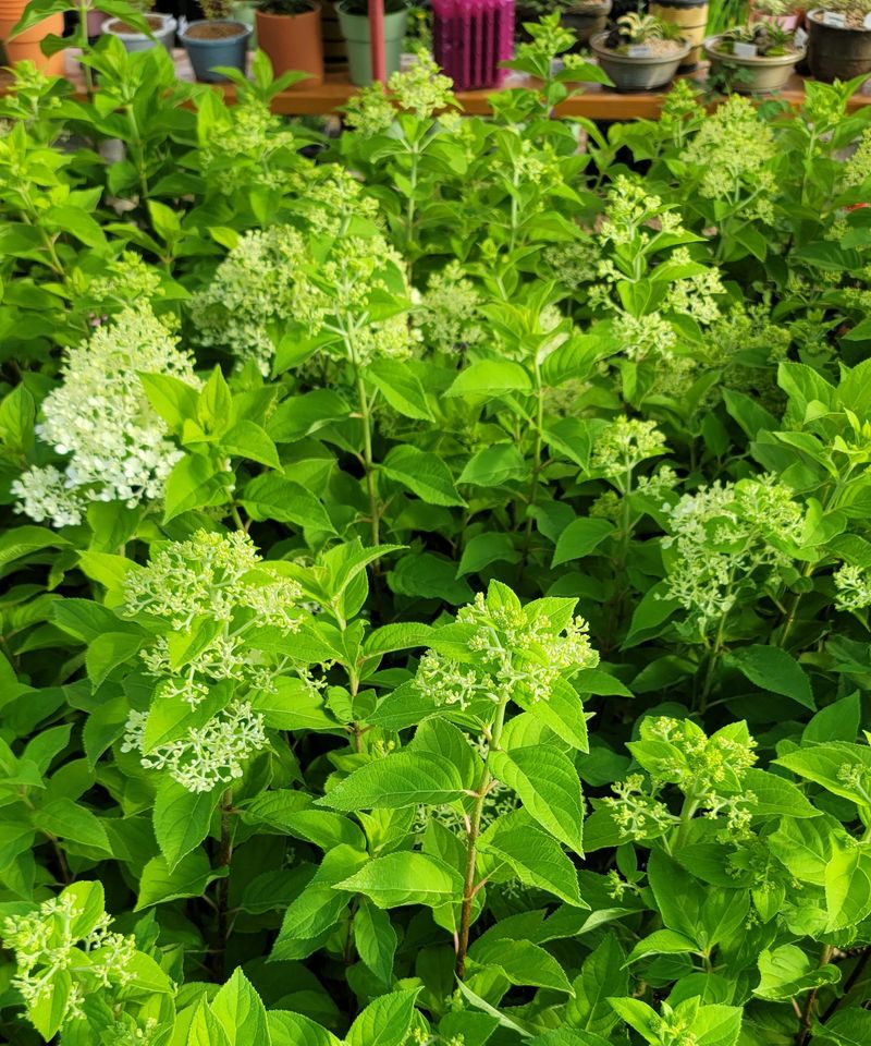 이선미님의 장터 판매 상품 [목수국 라임라이트 15호 10개] 첨부 사진