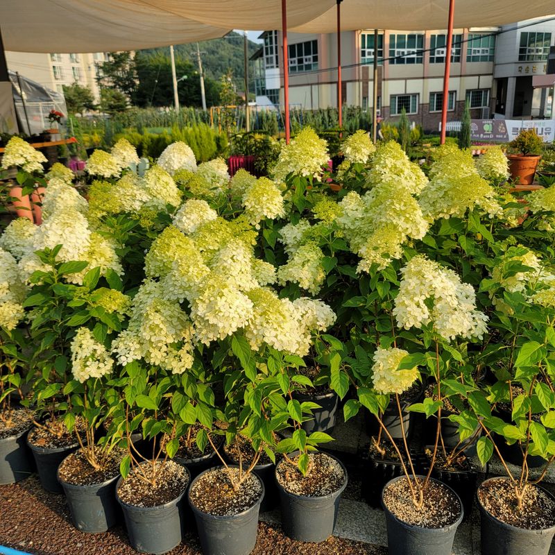 이선미님의 장터 판매 상품 [목수국 라임라이트 15호 10개] 첨부 사진