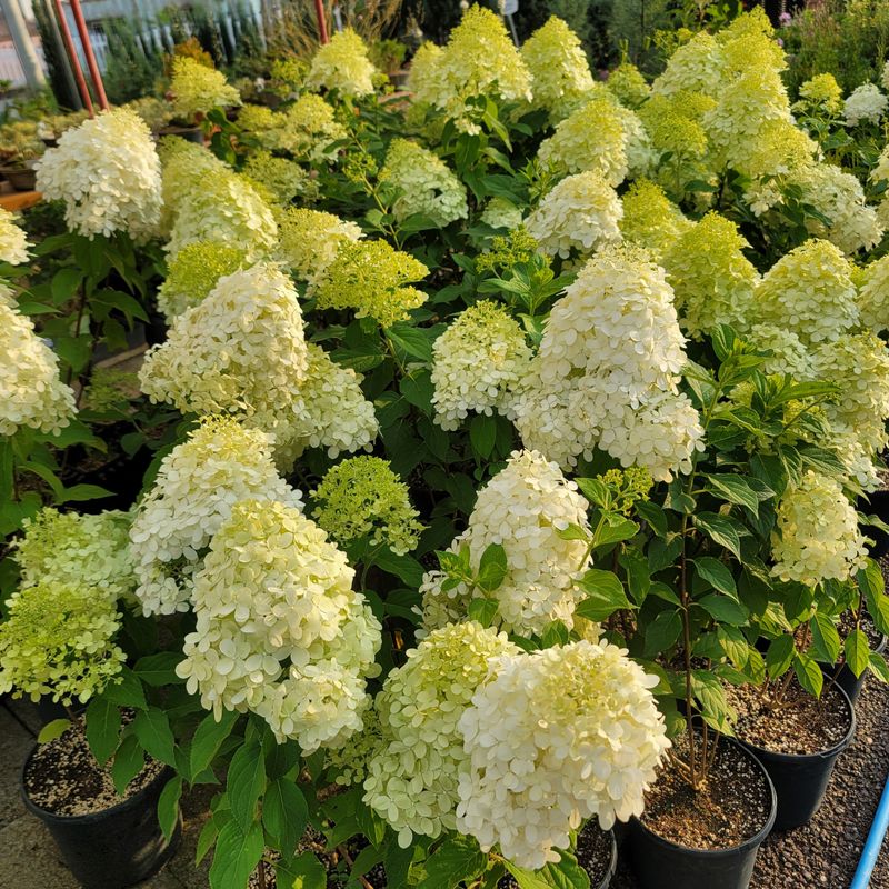 이선미님의 장터 판매 상품 [목수국 라임라이트 15호 10개] 첨부 사진