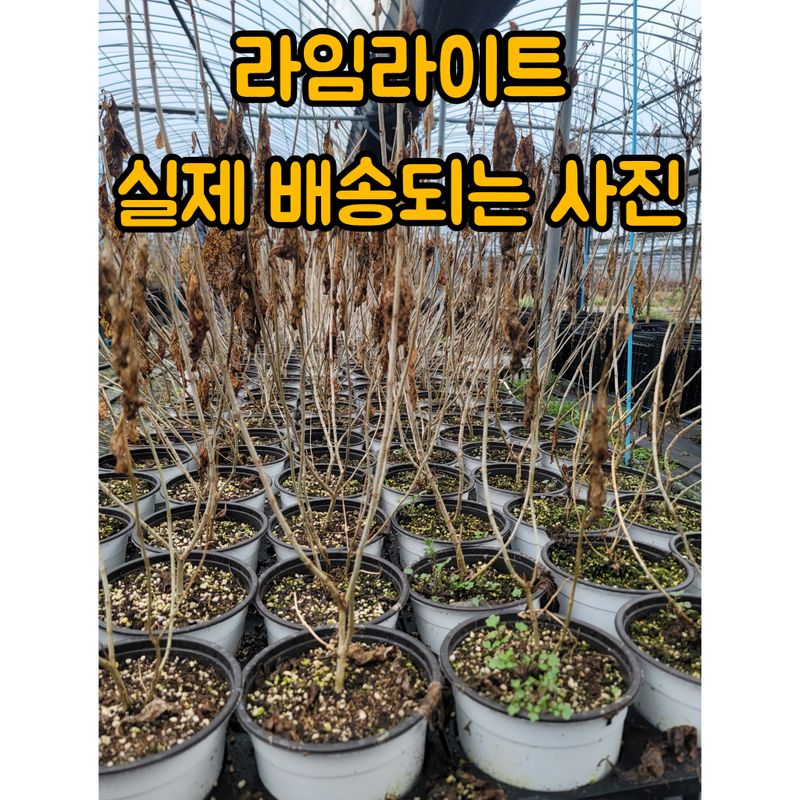 이선미님의 장터 판매 상품 [목수국 라임라이트 15호 10개] 첨부 사진