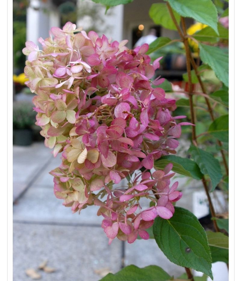 이선미님의 장터 판매 상품 [목수국 라임라이트 15호 10개] 첨부 사진