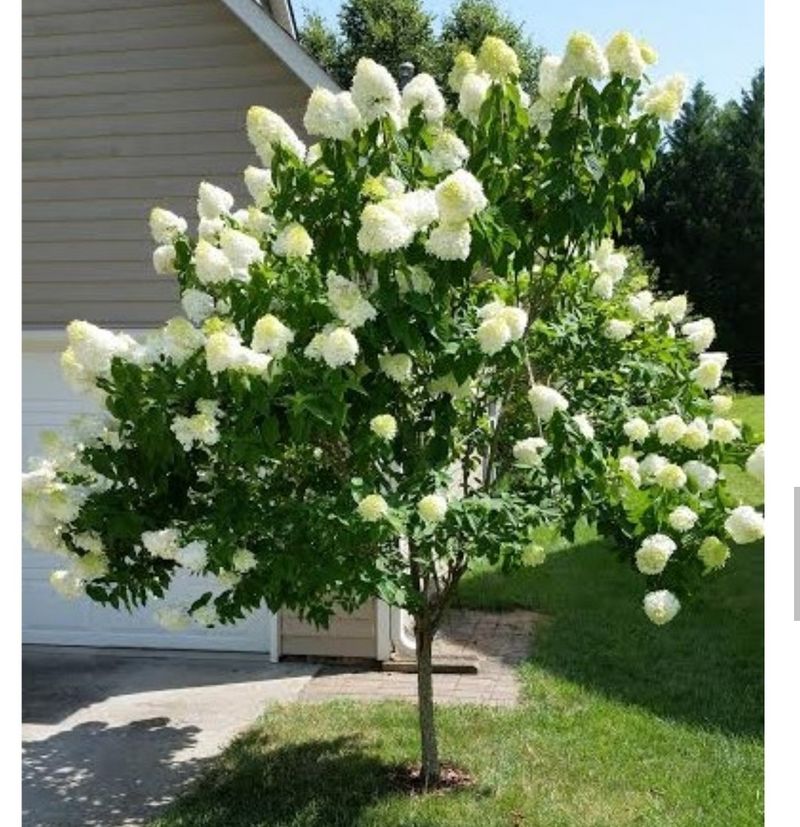 이선미님의 장터 판매 상품 [목수국 라임라이트 15호 10개] 첨부 사진