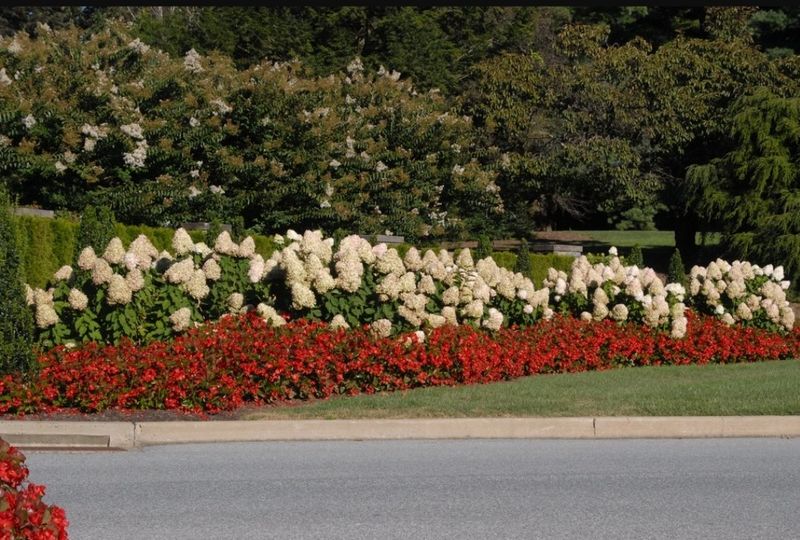 이선미님의 장터 판매 상품 [목수국 라임라이트 15호 10개] 첨부 사진
