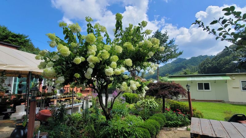 이선미님의 장터 판매 상품 [목수국 라임라이트 15호 10개] 첨부 사진