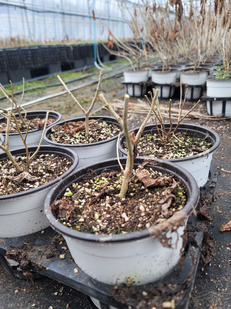 이선미님의 장터 판매 상품 [목수국 라임라이트 15호 10개] 첨부 사진