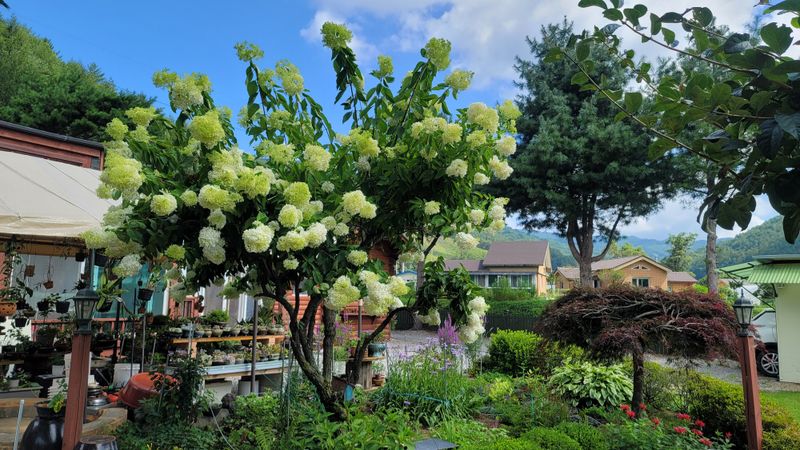 장터 상품 [목수국 라임라이트 15호 10개] 썸네일