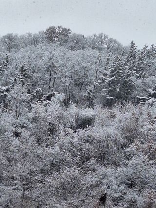 욕심내지말자님의 복숭아 · 자유게시판 작성글 사진