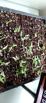 팜모닝 고추·병해충상담 게시글 이미지