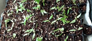 게으른농부님의 고추 · 병해충상담 작성글 사진