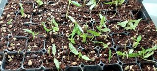 게으른농부님의 고추 · 병해충상담 작성글 사진