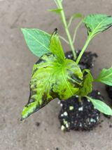 팜모닝 고추·병해충상담 게시글 이미지