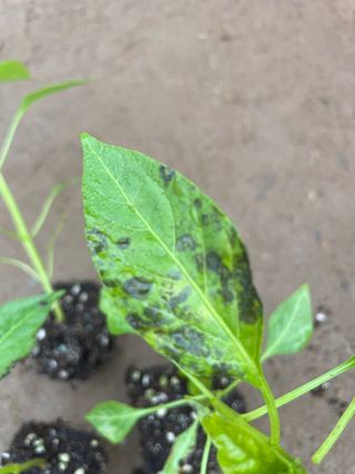 알 수 없음님의 고추 · 병해충상담 작성글 사진