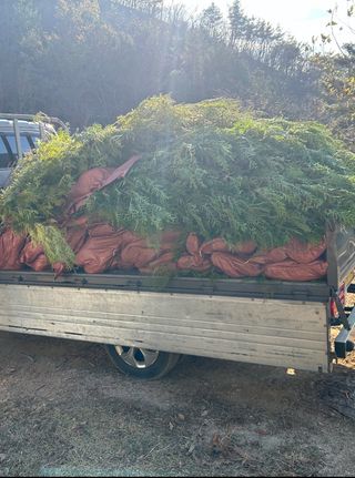 치유숲모이라양재순님의 자유주제 · 자유게시판 작성글 사진