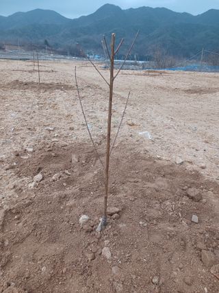 고공주님의 자두·자유게시판 작성글 사진